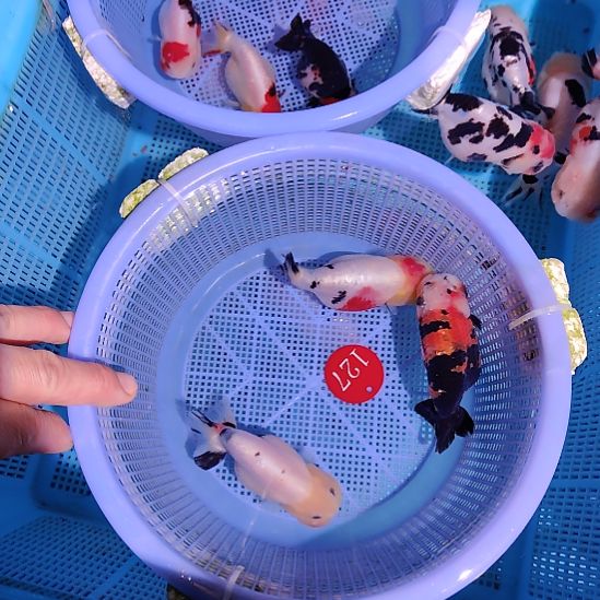 小***忧金鱼127兰寿三只特价顺丰包邮