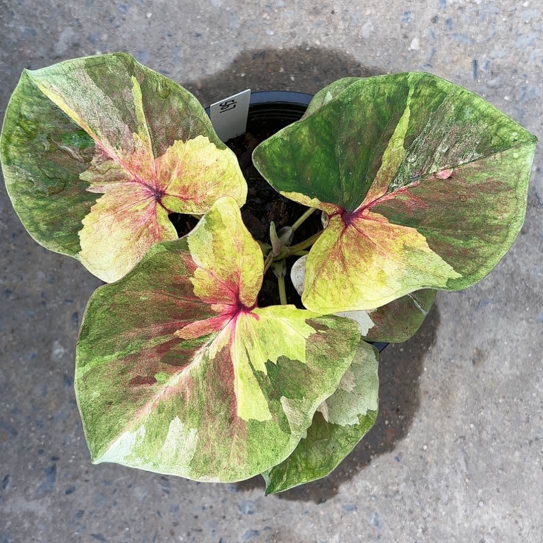 567-0123月亮光辉彩叶芋泰国发货多肉