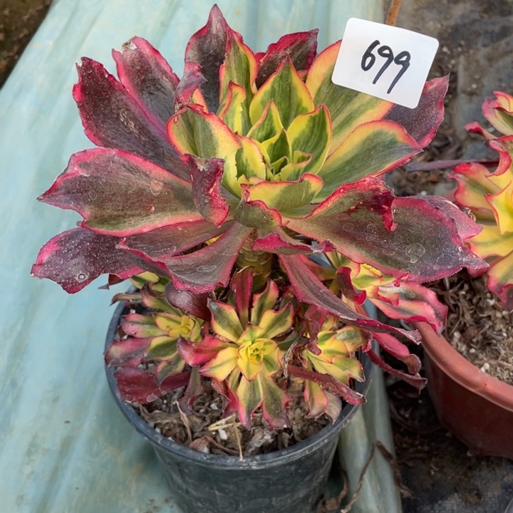 霞***8法师植物魅影法师699