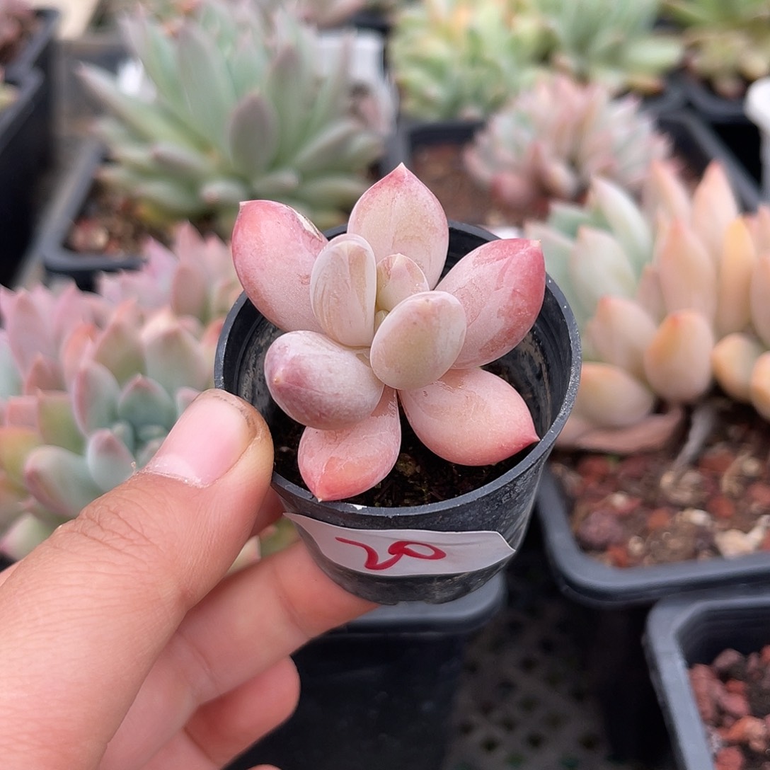 松果。 20。 111111111