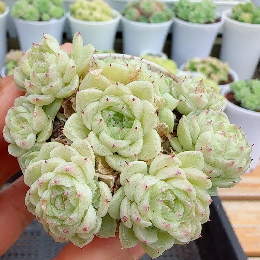 【闪购商品】0510-1小魔仙优选
