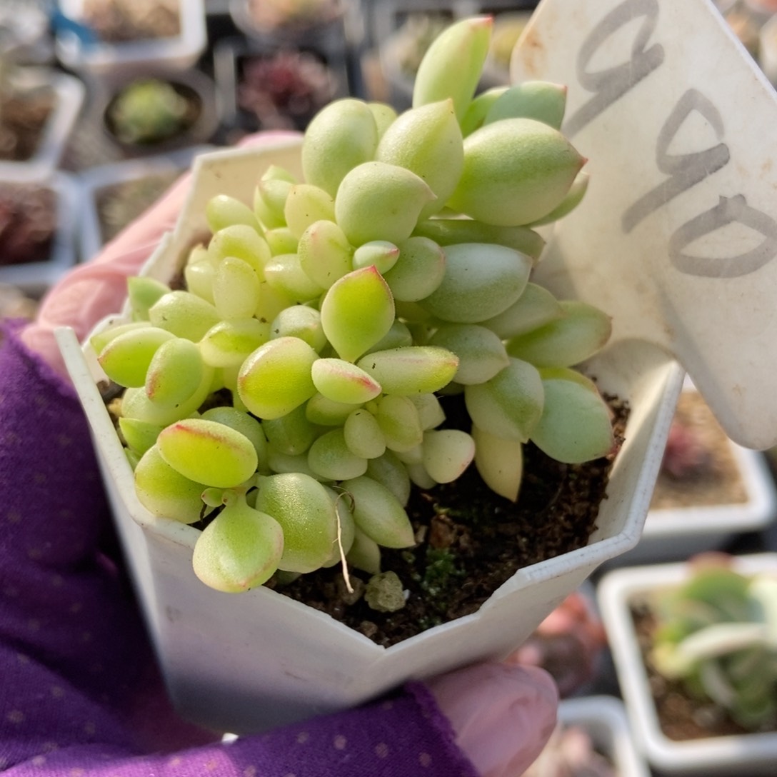 990达磨福娘锦多肉植物