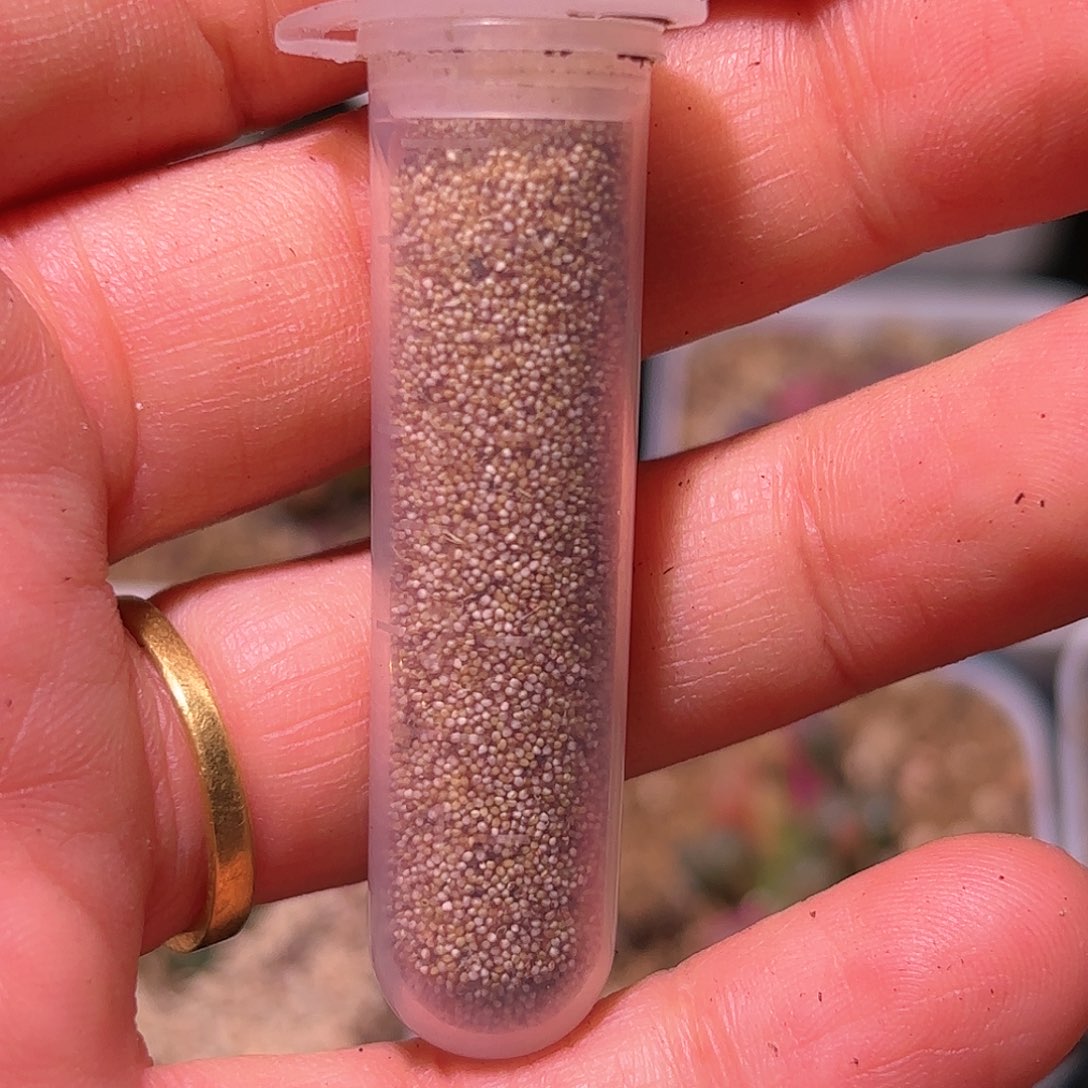 120粒五十铃玉锦种子