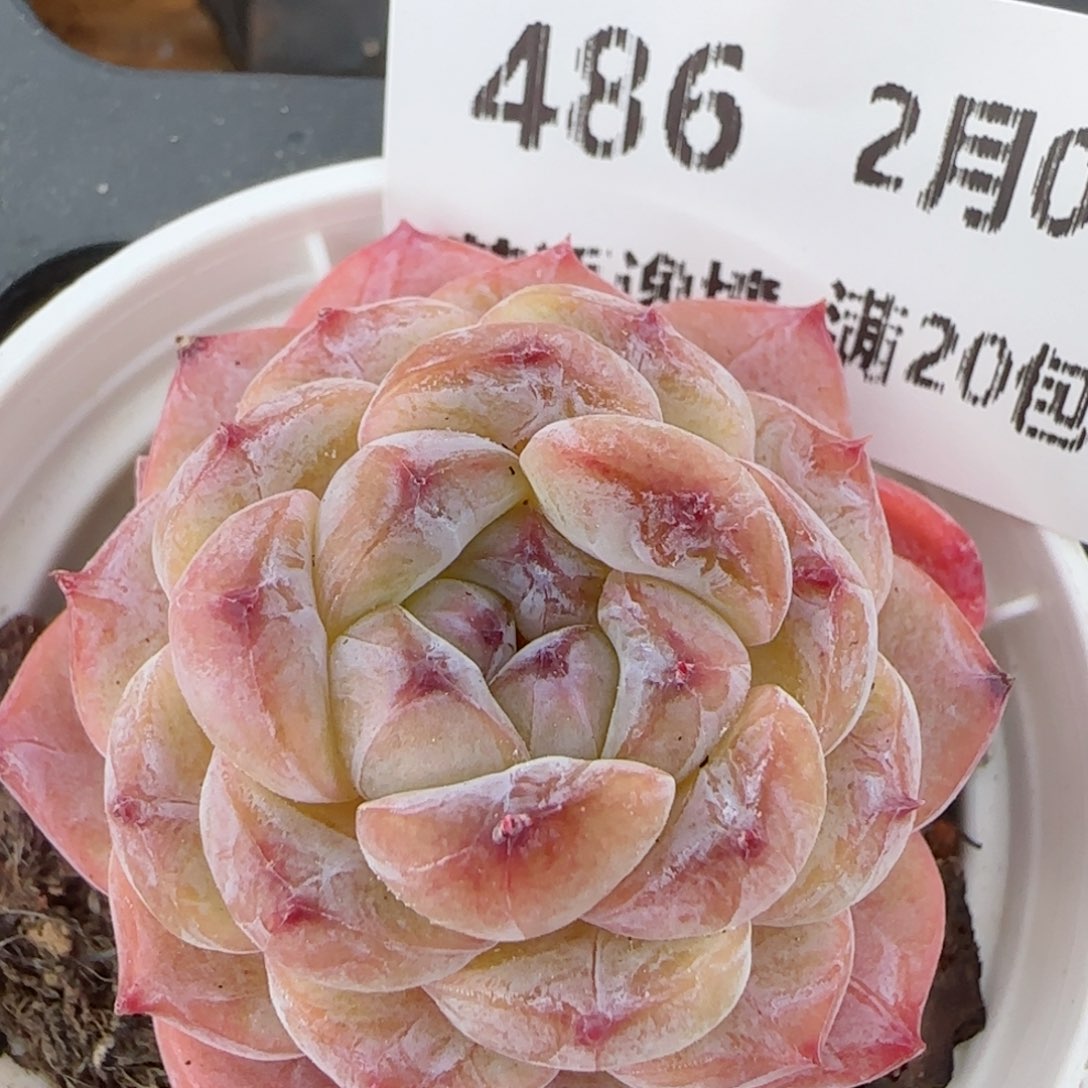 花语逸镜0206-486