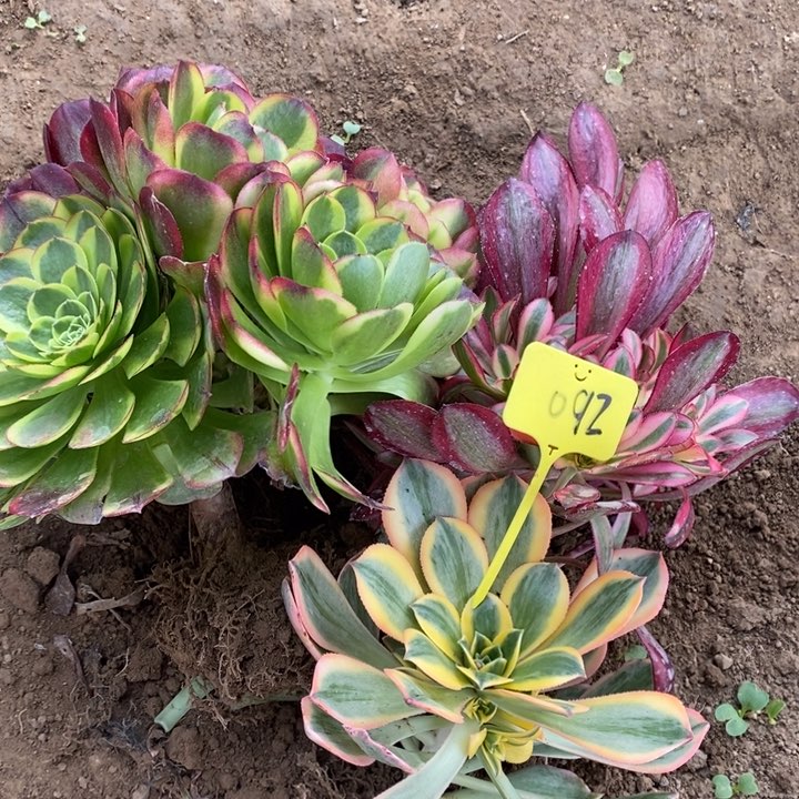 小**吖12231223法师092号