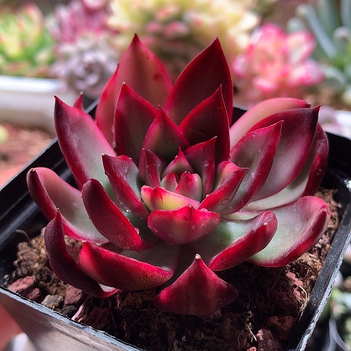 紫丽娜锦锦锦锦锦