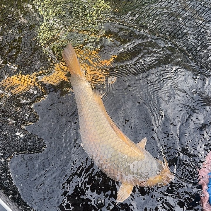 海水鱼赤目芒果空鲤