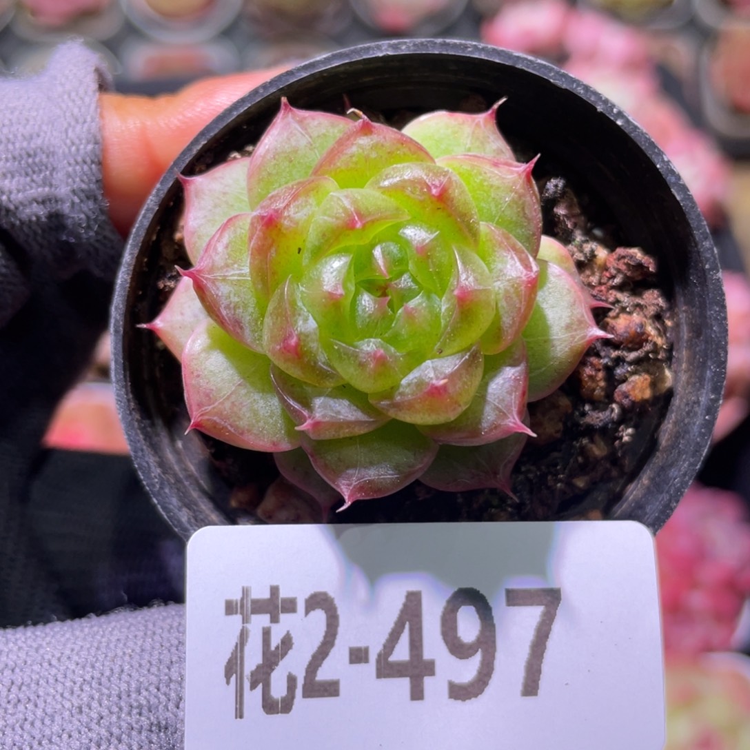 花利美2-497海王 