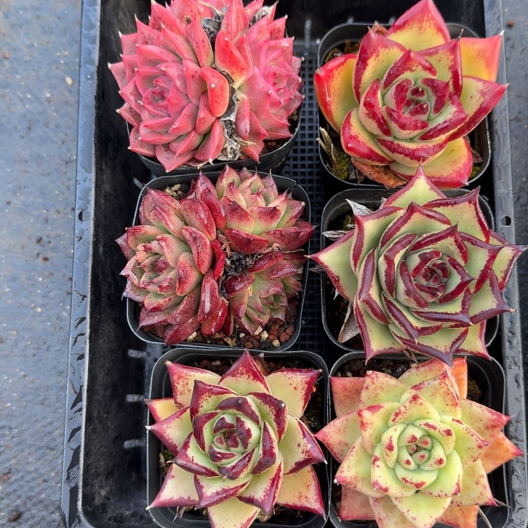 从前慢多肉精选编号0103.10