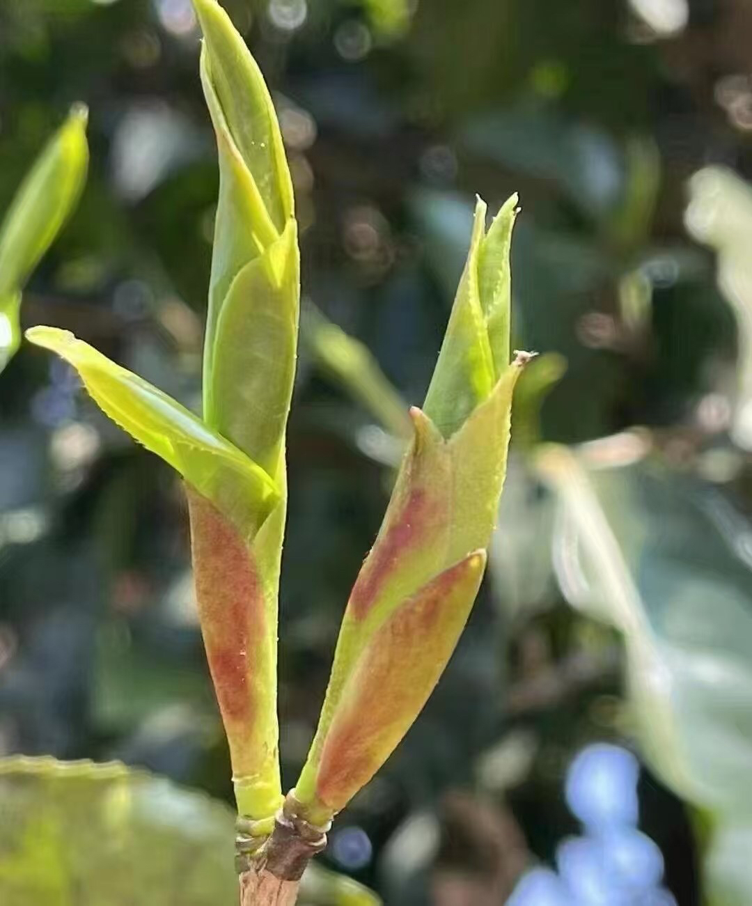 云南野生紫芽苞茶古树普洱茶大雪山生茶散茶