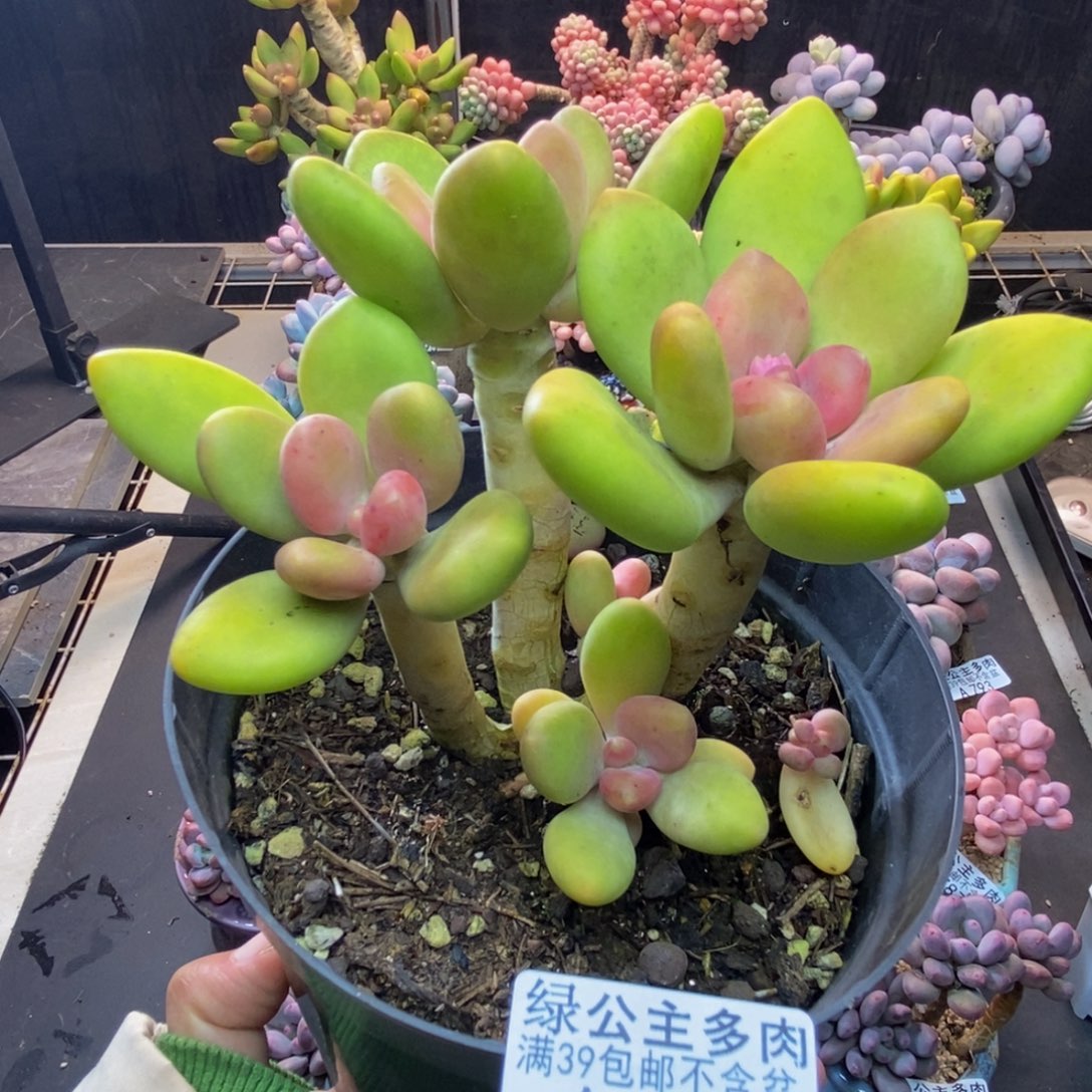 836芒果奶多肉8c m