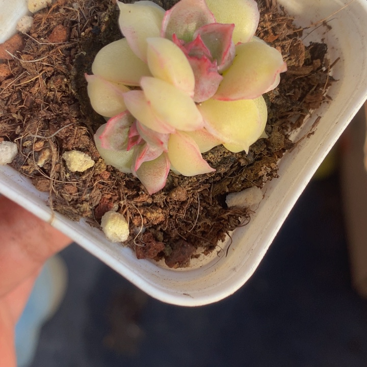 虾饺双头 一物一拍  包邮