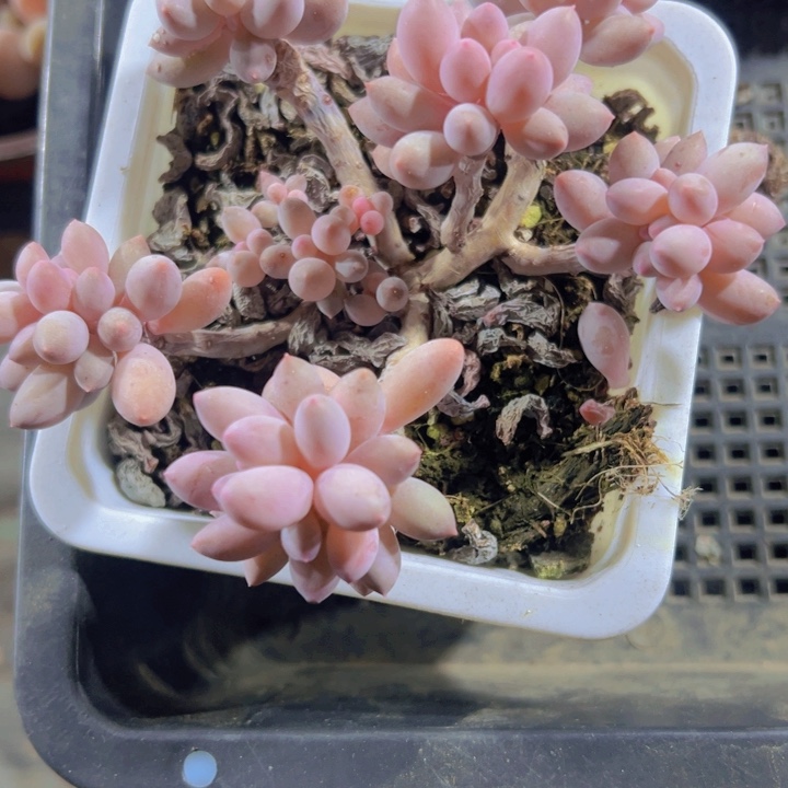 澳****?婴儿手指精品多肉植物