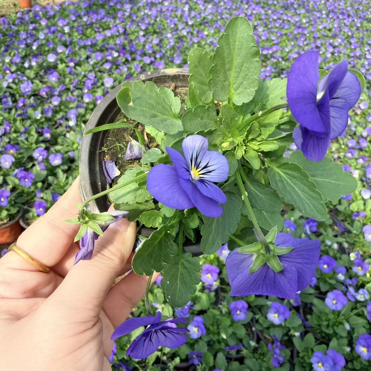 角堇开花易活阳台四季盆栽花卉植物花草开花不断花海观赏庭院花