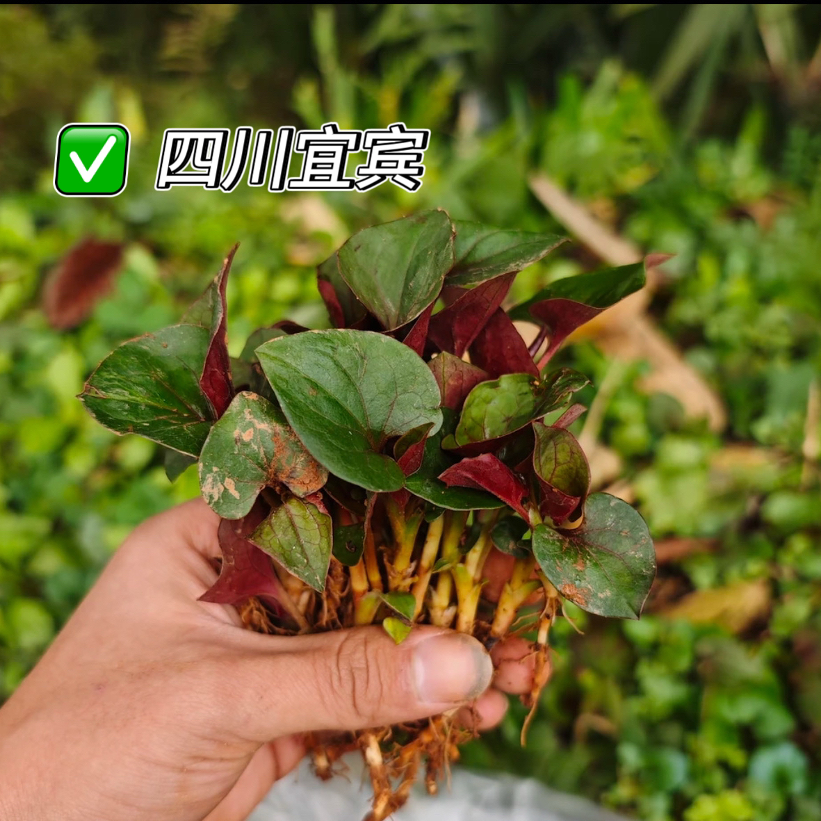 【四川折耳根】宜宾新鲜嫩鱼腥草嫩叶子嫩芽折耳根家乡现摘云南重庆