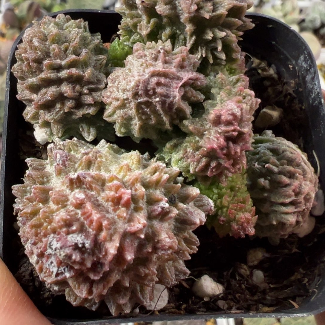 圆叶巨尤朱紫玉满盆