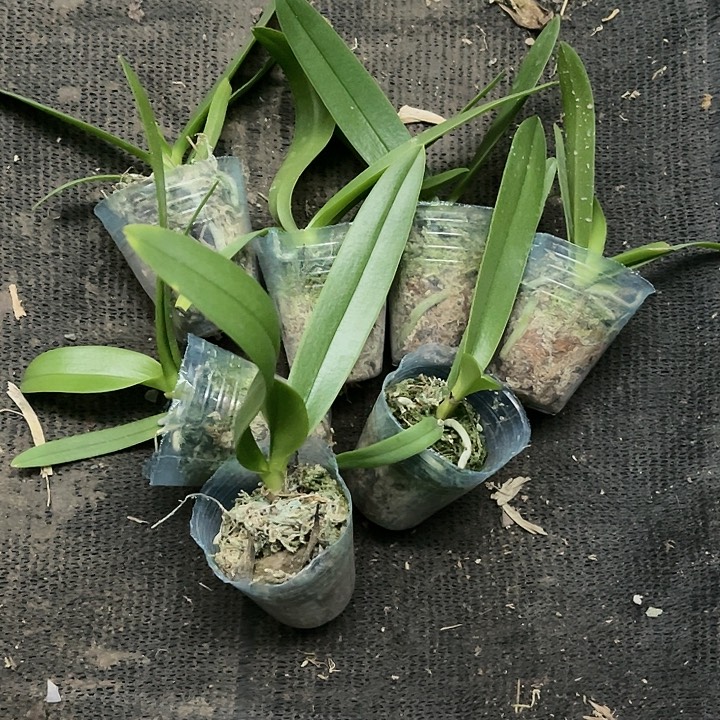 当前无花栽培后可以开花小回紫断叶瑕疵