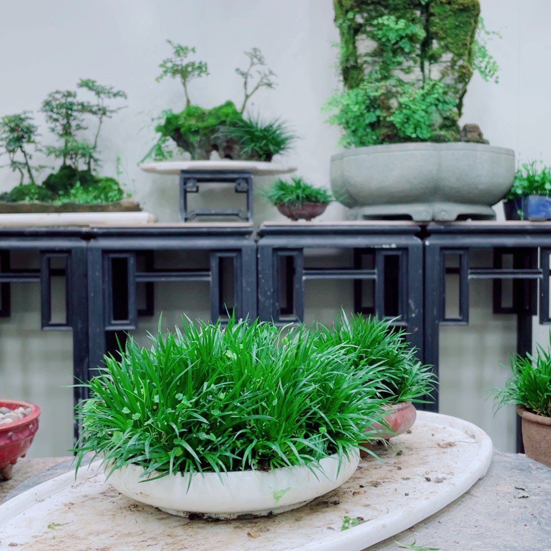 无铅玻璃云**鲜铁线蕨的一个分支叫做金