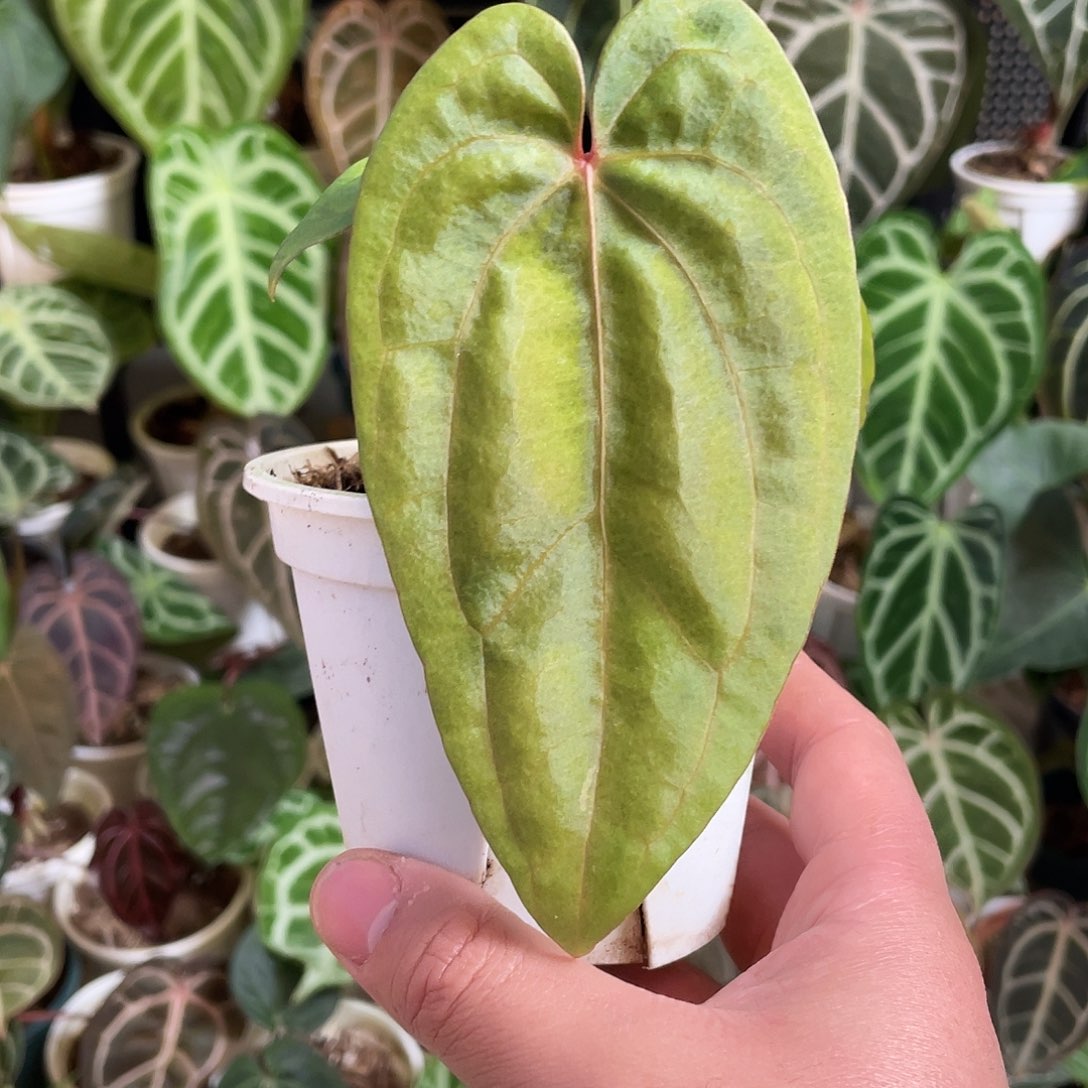 完全开放黄金papi