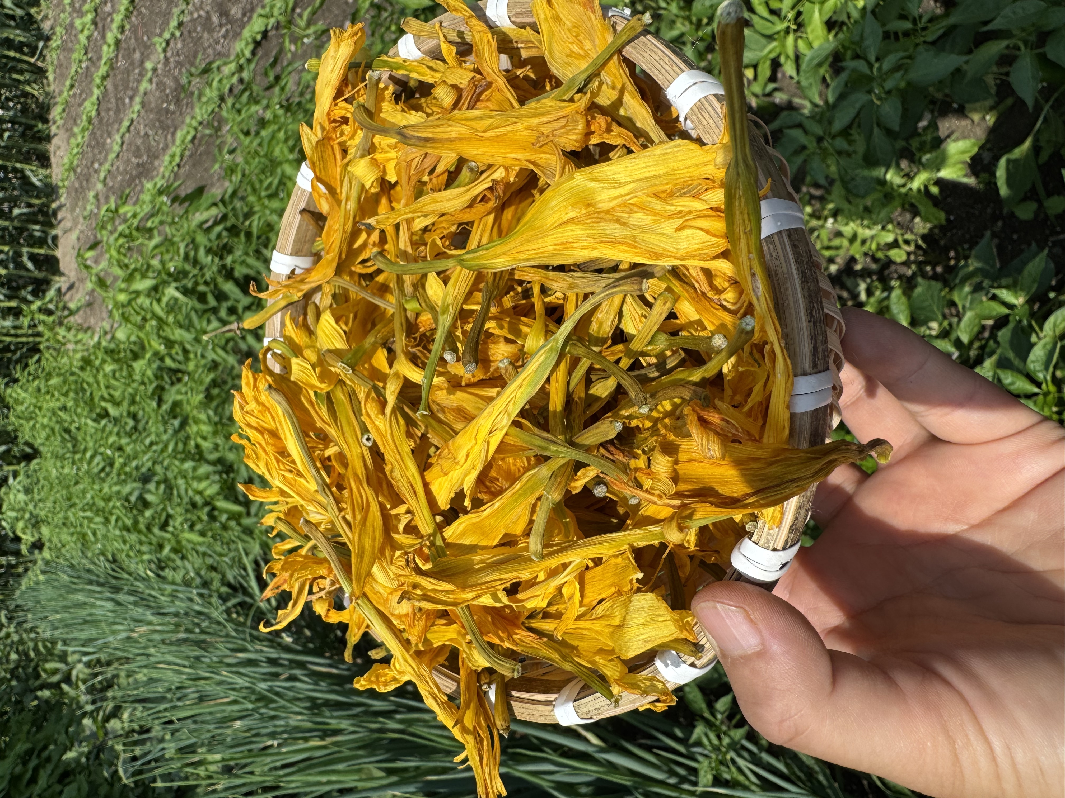 野生黄花菜金针菜干货新货250g500g无硫熏无添加凉拌煲汤