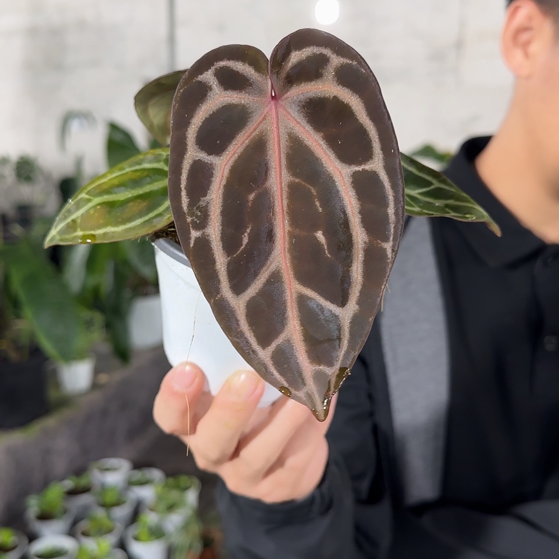 无花朵红水晶花烛