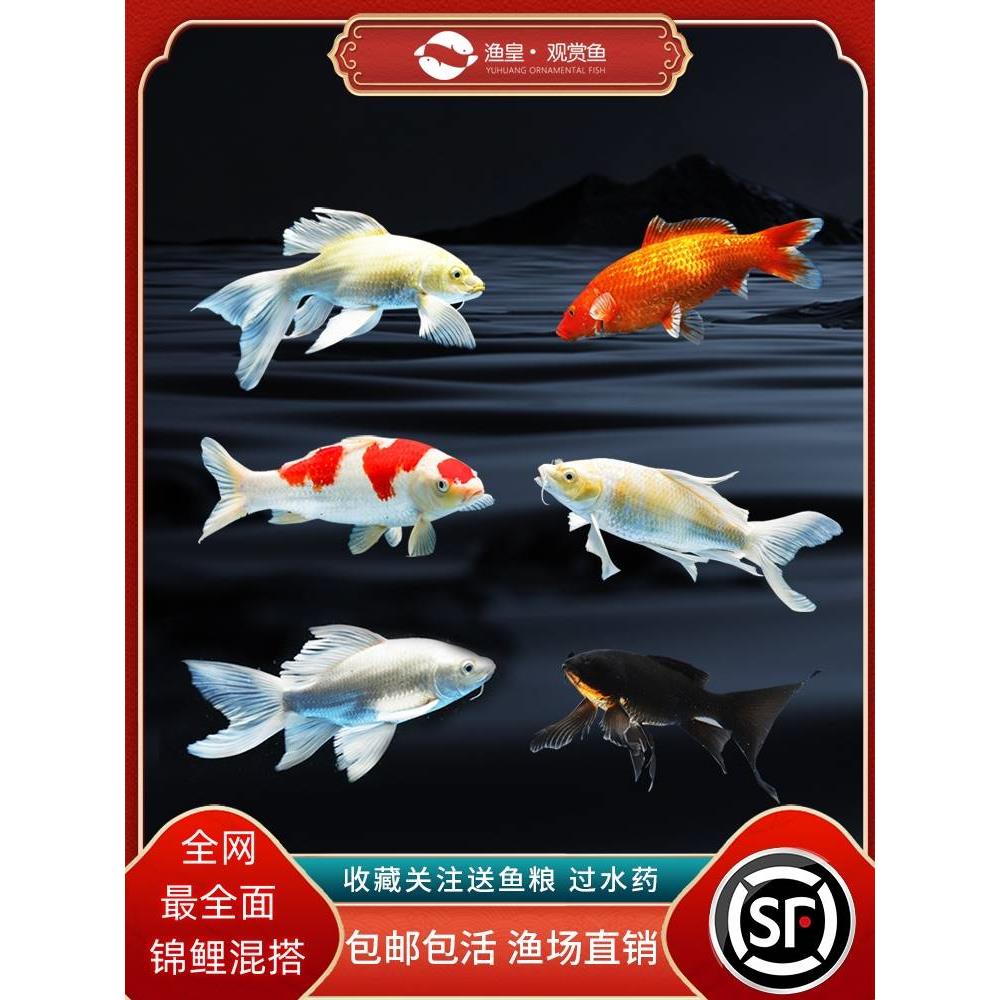 顺丰锦鲤鱼活鱼冷水淡水鱼苗观赏鱼金鱼小型好养耐活纯种红白三色
