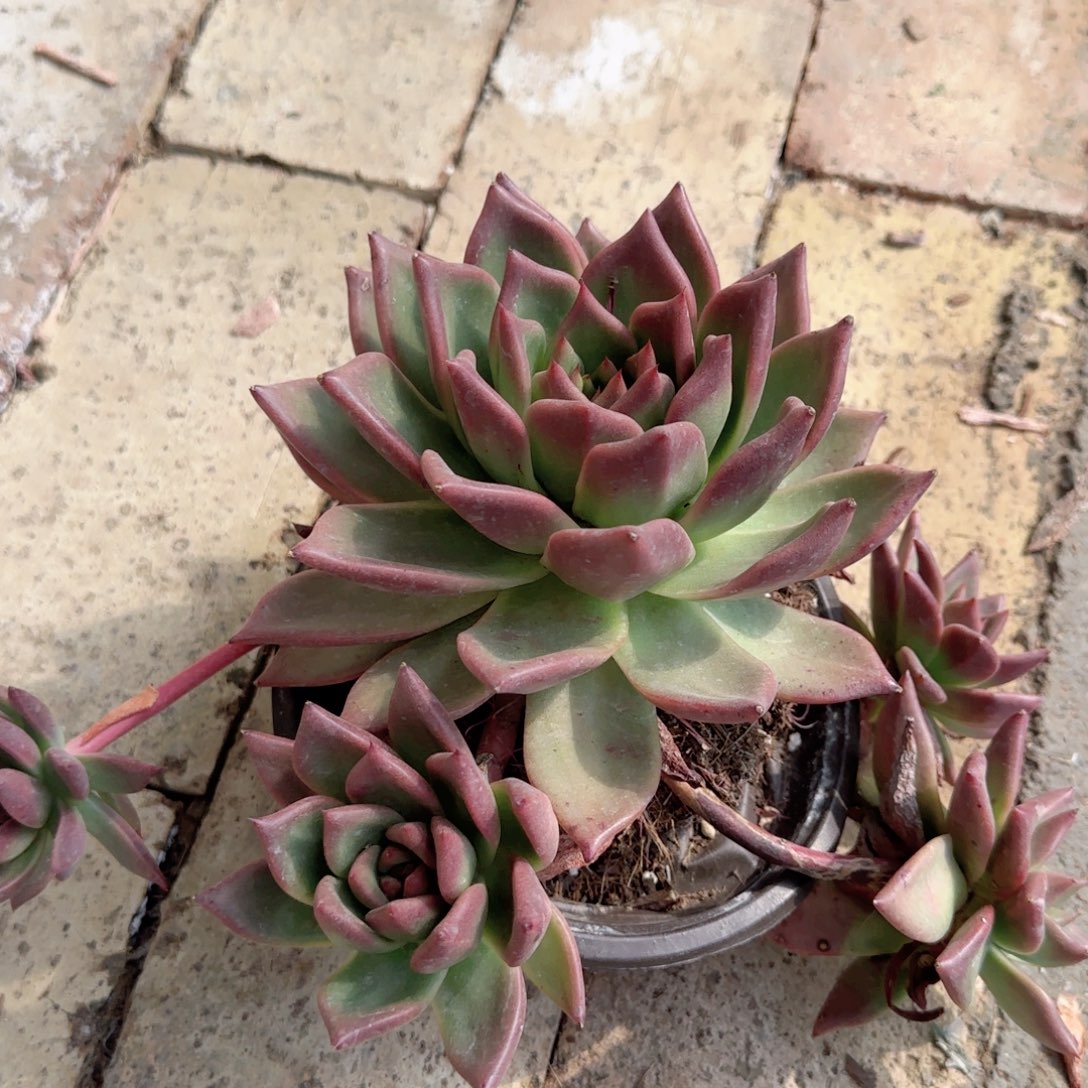 无花朵红颜密语群生老桩
