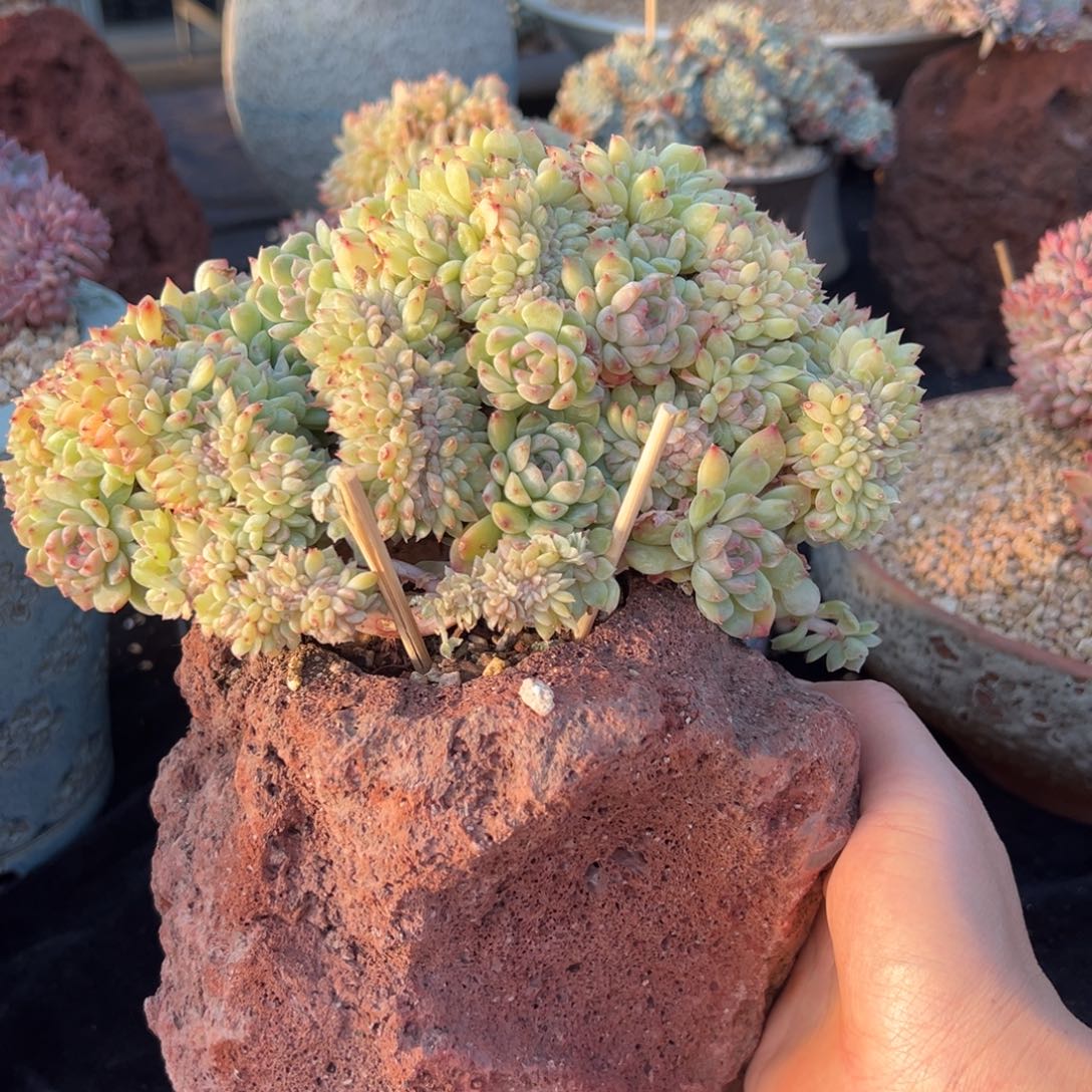 新年快乐 新年快乐