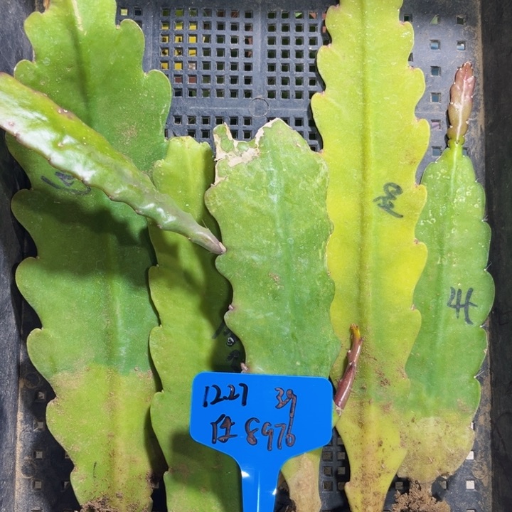 当前无花栽培后可以开花任5色