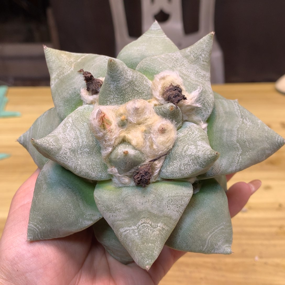      18号 苗接 青瓷岩牡丹12.5公分 无根