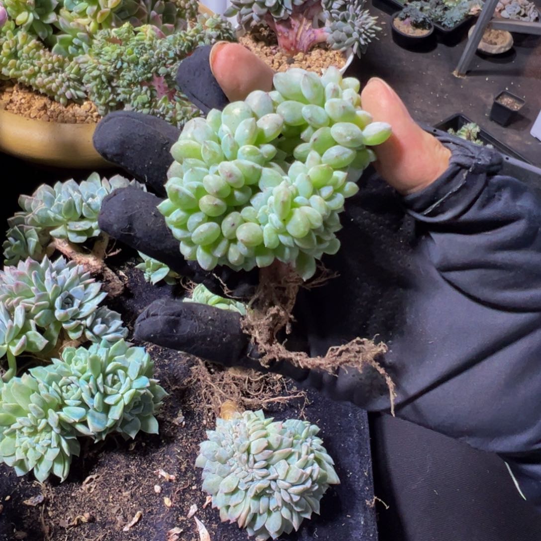 天天开心 星影石榴籽微瑕