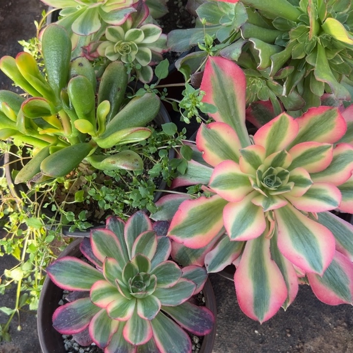 多肉植物57不售后