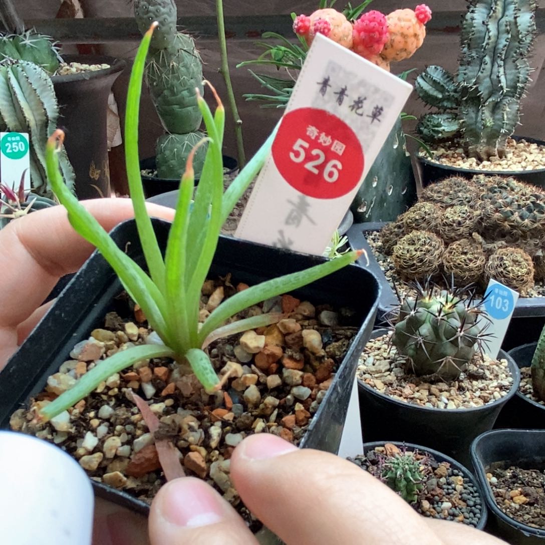 长叶块根寿一颗仙人球