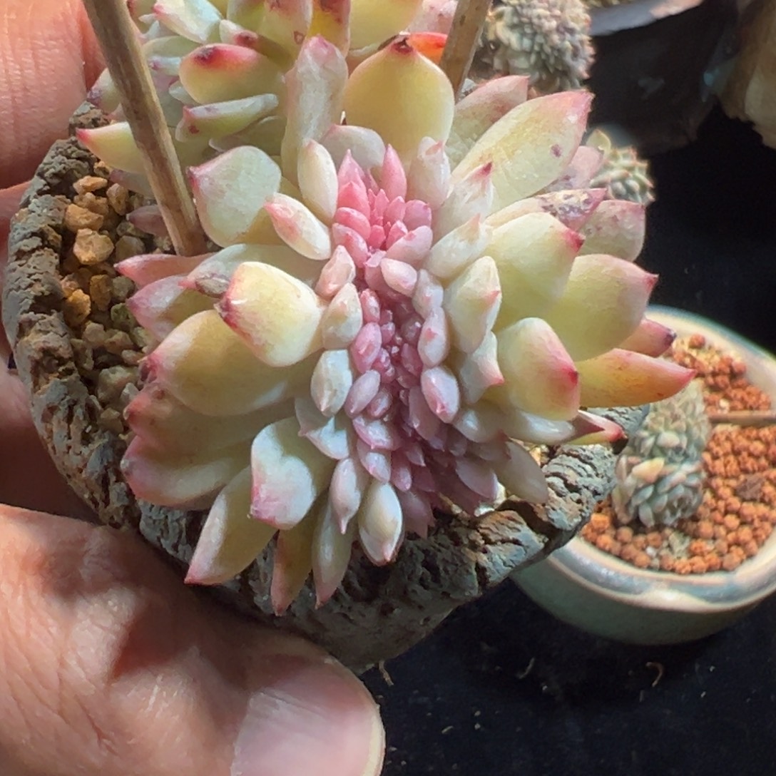 新年快乐 新年快乐