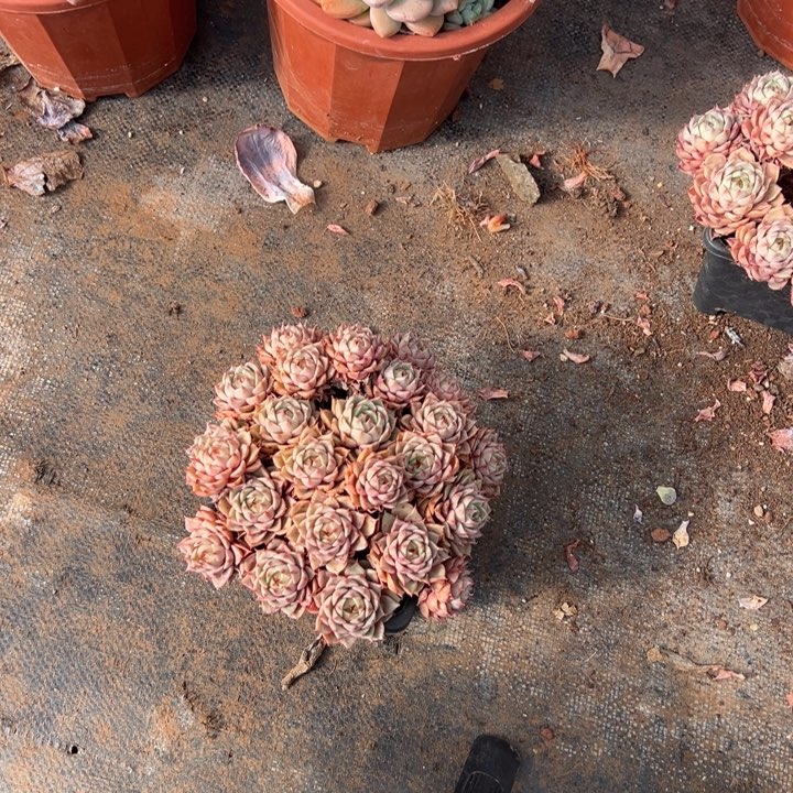 安***好云欣多肉植物笨巴