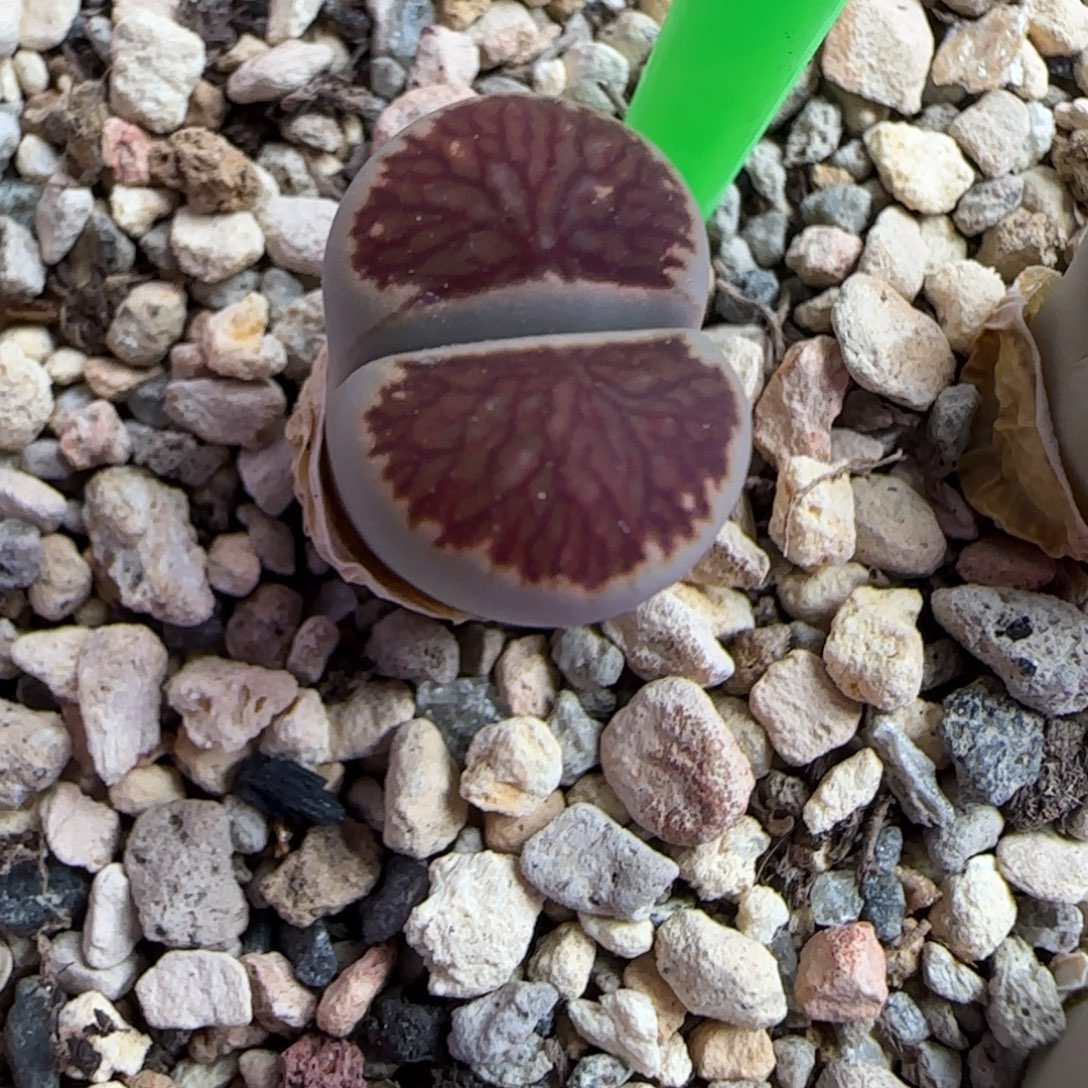 01生石花大棚直播