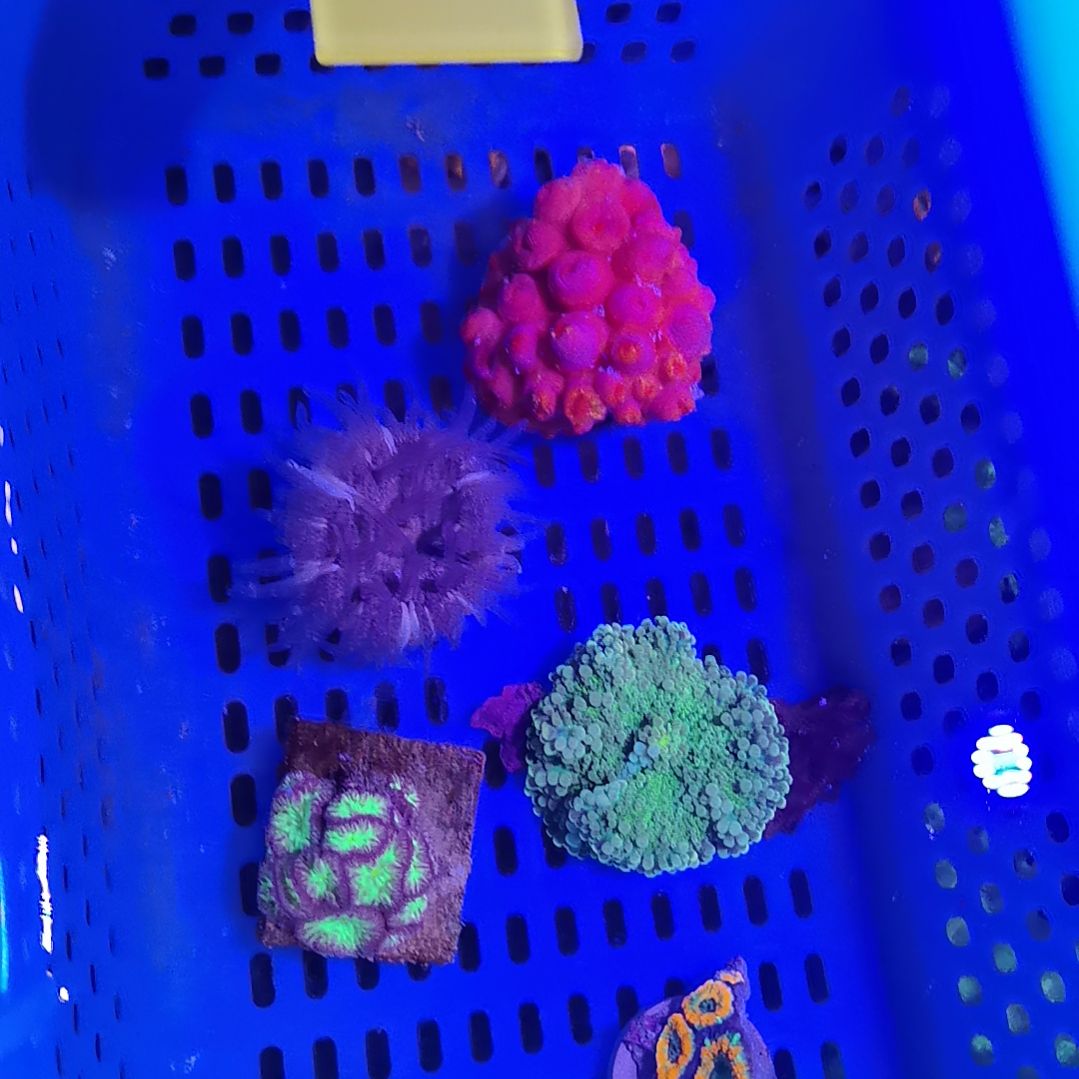 纽扣珊瑚1065太阳花套餐