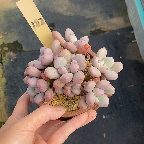182多肉植物老桩