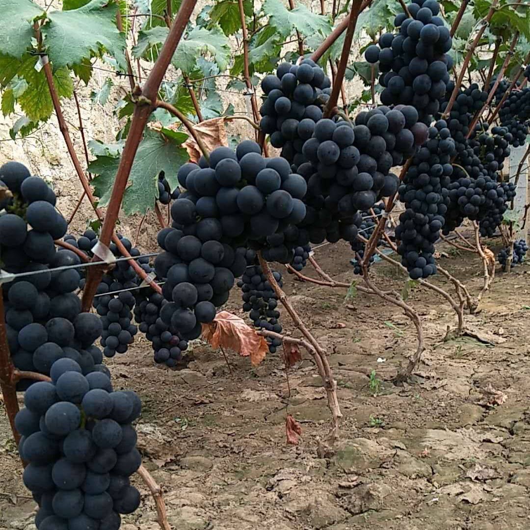 蓝钻玫瑰  早熟玫瑰香味