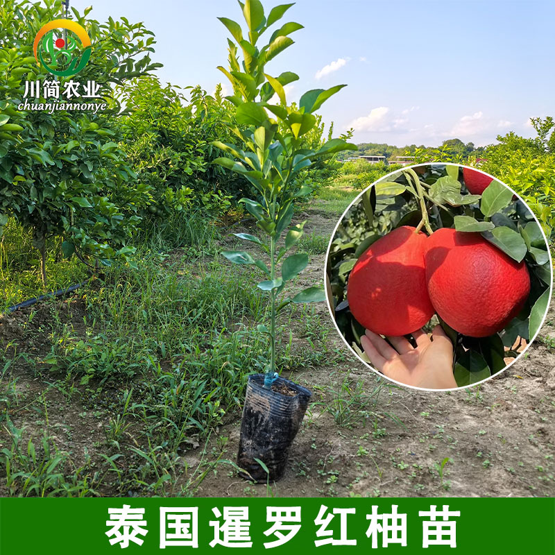泰国暹罗红柚苗泰国三红柚大红袍柚中华红柚红灯笼柚新品种柚子苗