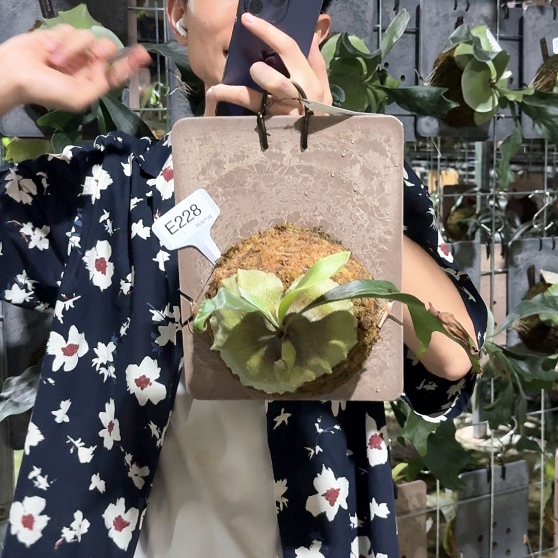 无花朵E228-wave maker#2 老叶微瑕