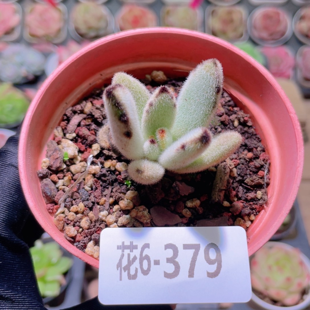 花利美6-379月兔耳