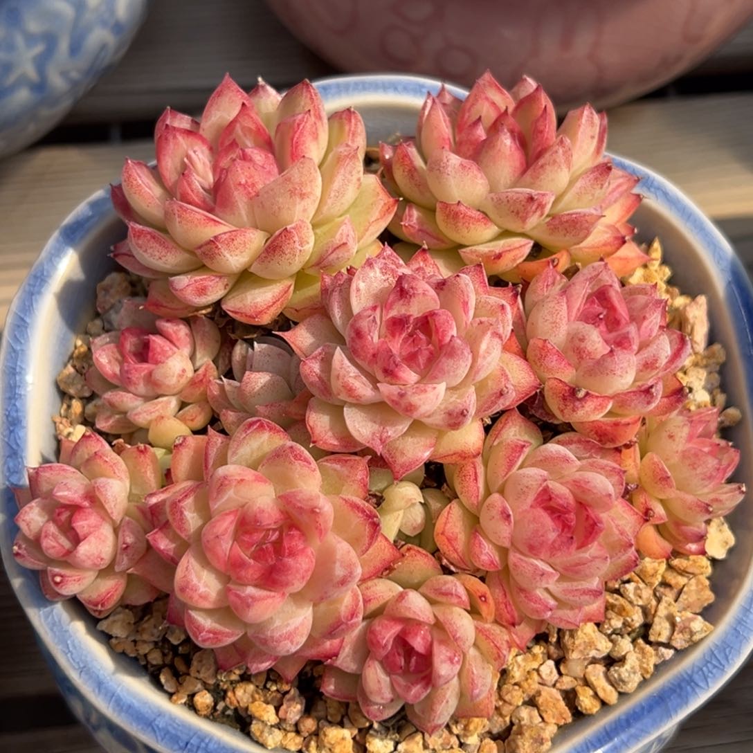 多肉多多的模特状态