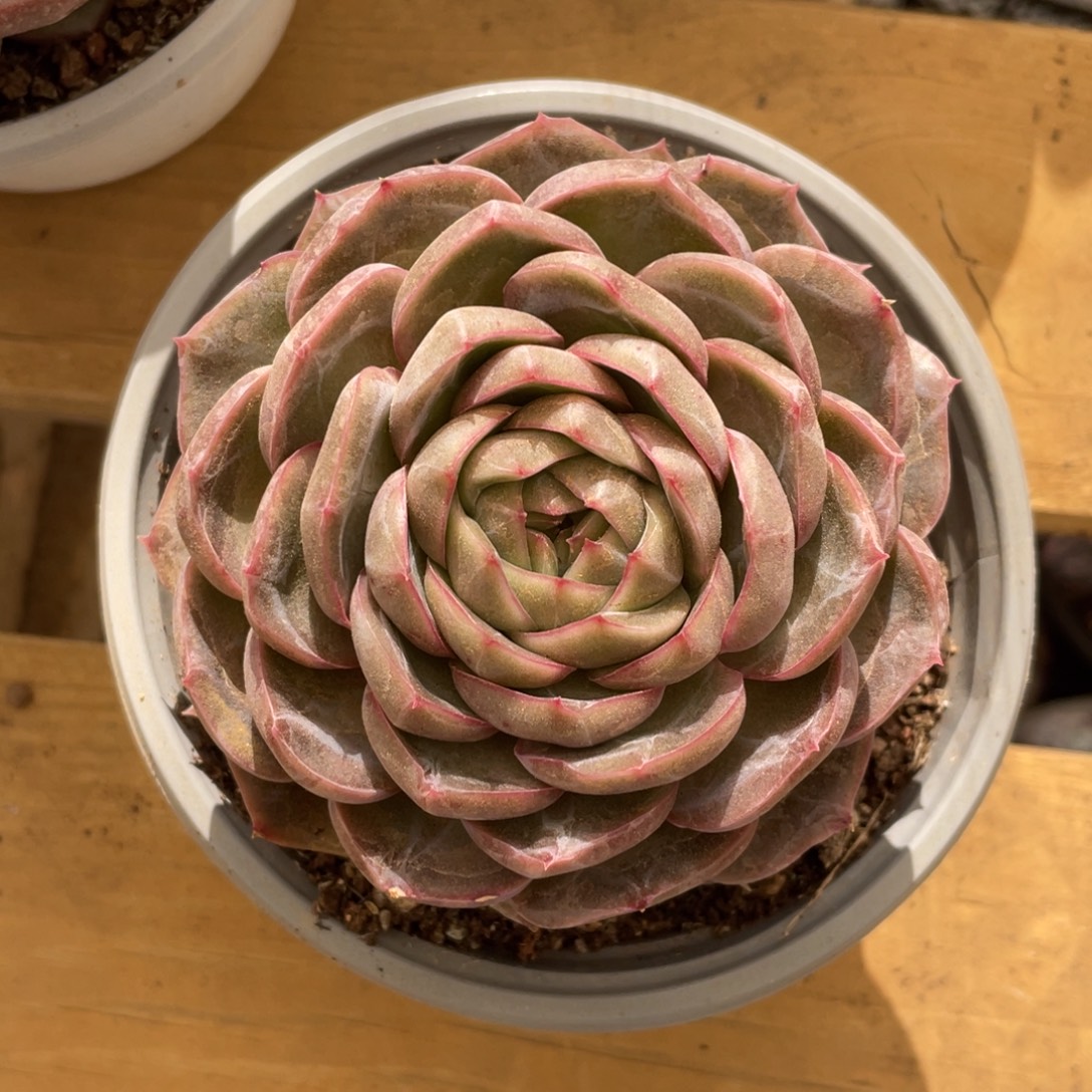 杂交冠幅9 公分一物一拍