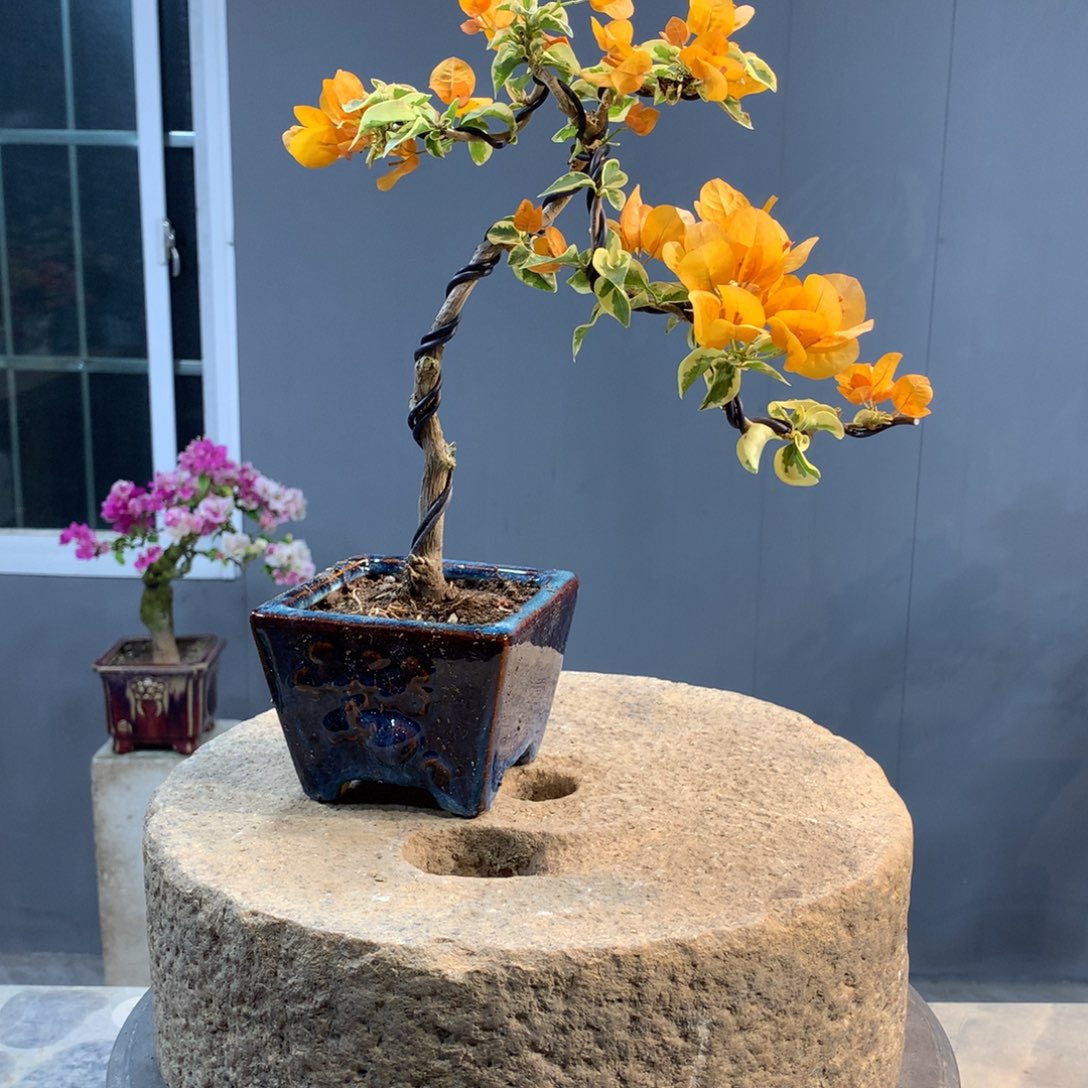 大量花朵（建议范围：8朵-15朵 或40%以上）