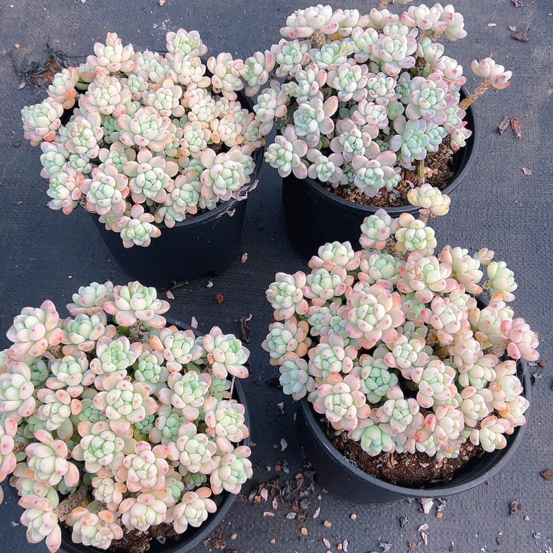 180劳尔，满18包邮