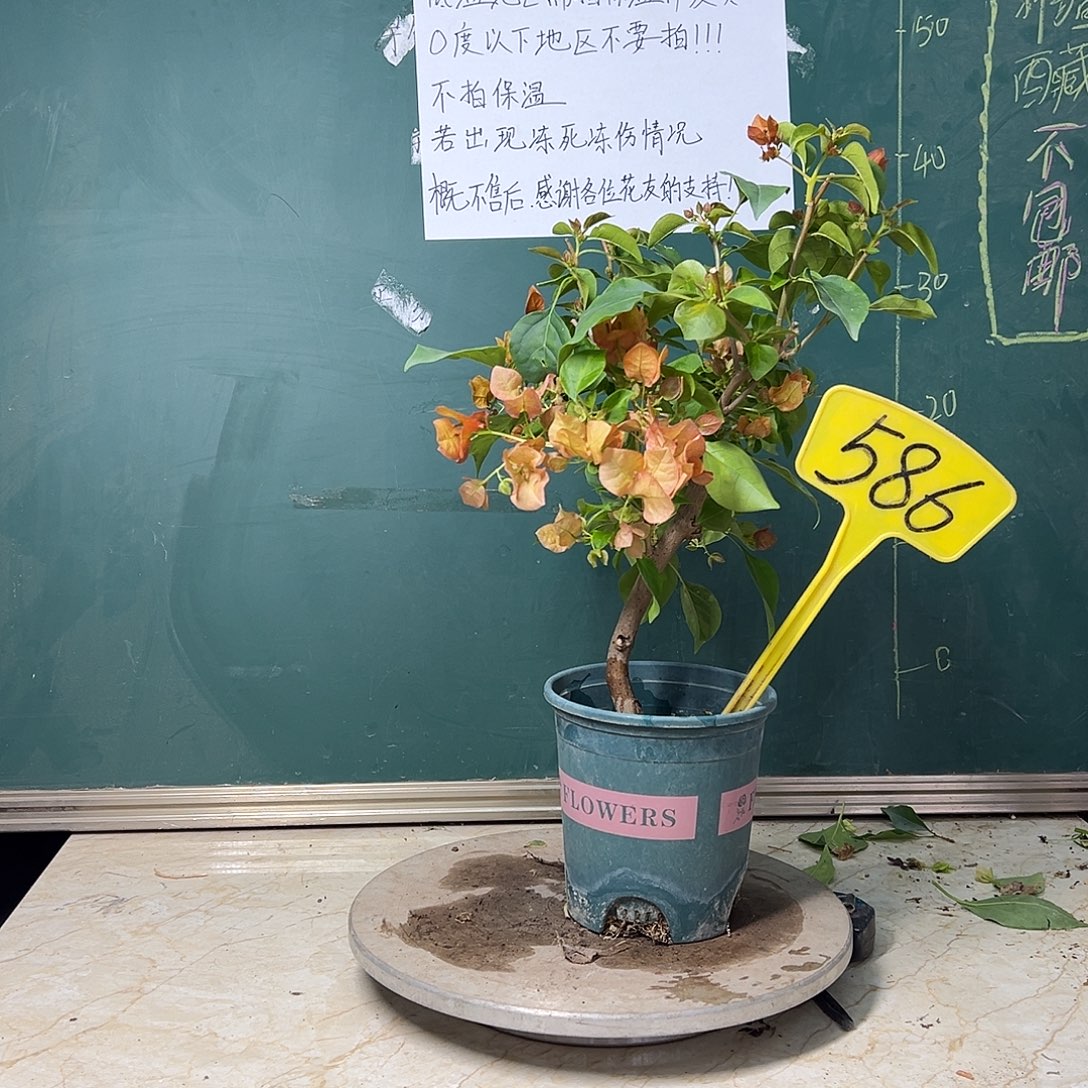 完全开放粗弯杆 落日 586