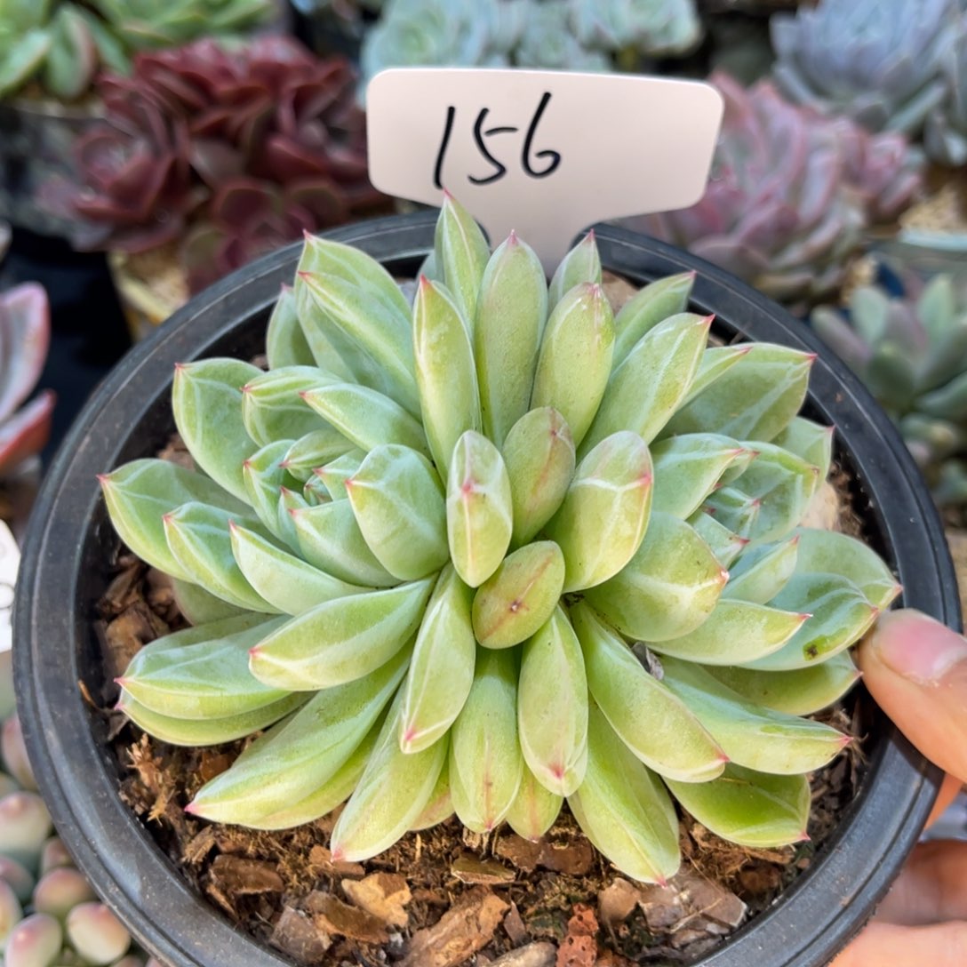 老阿姨花卉一物一拍156