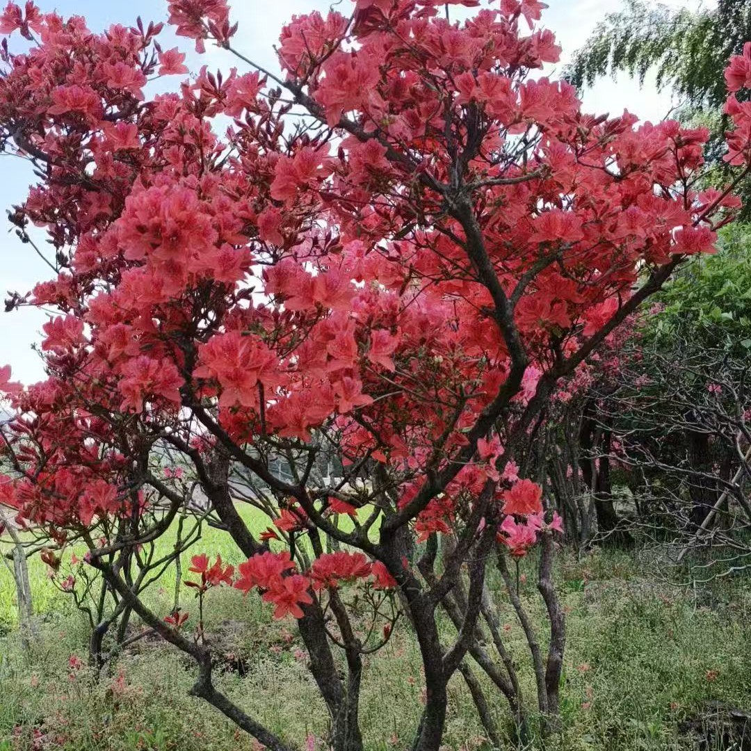 原生映山红老桩盆景一物一拍