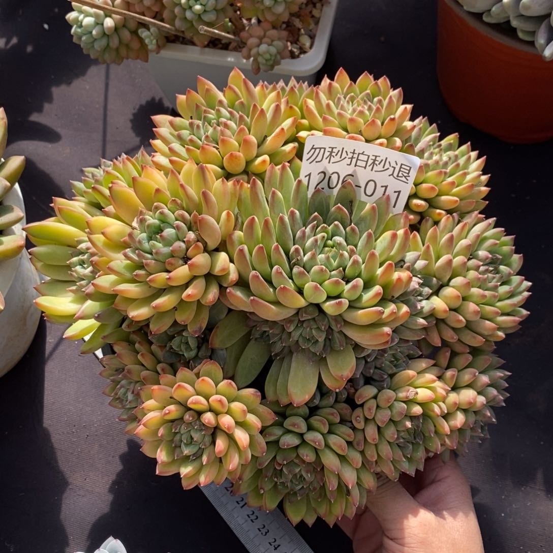 两单包邮1206-11小浣熊